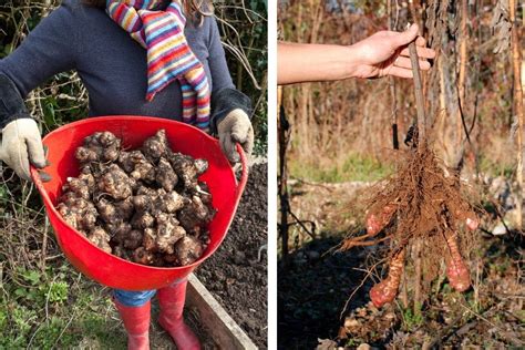 How To Harvest Jerusalem Artichokes Gardeninguru