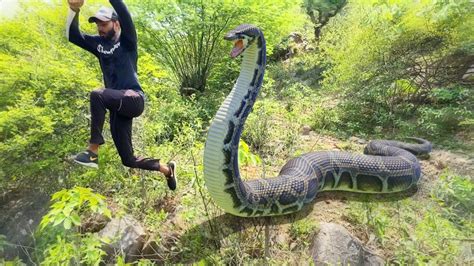 Anaconda Snake In Real Life Video Youtube