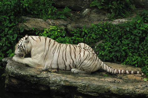 White Tiger Sitting Jthornett Flickr