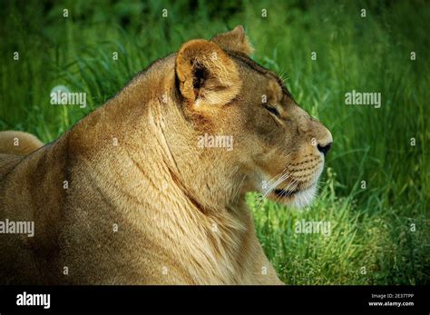 Lioness Side Profile Wild Hi Res Stock Photography And Images Alamy