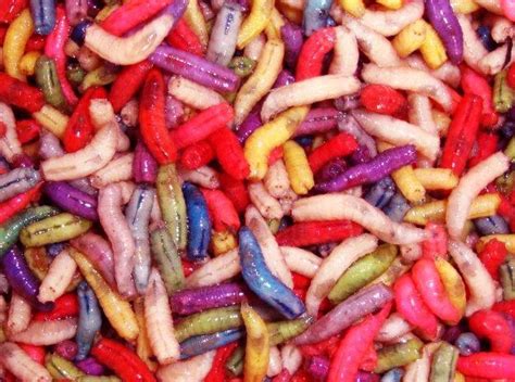 Maggots Mixed Coarse Fishing Bait Anglers Den Sussex