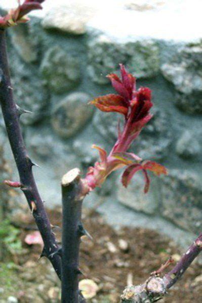 Spring Is The Time For Pruning Roses Community