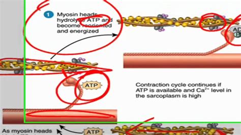 Sliding Filament Theory Of Muscle Contraction Youtube
