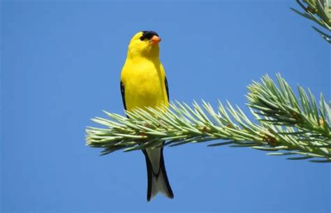 Iowa State Bird Pictures And Fun Facts I Thebirdpedia