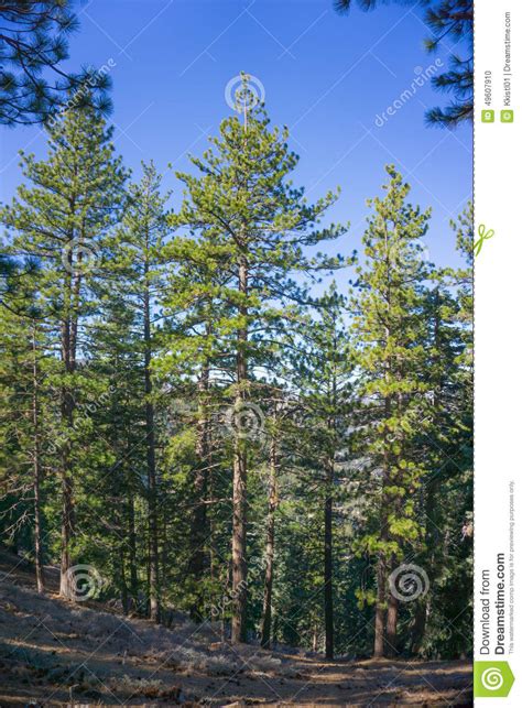 Tall Green Pines Stock Photo Image Of Garbiel Forest 49607910