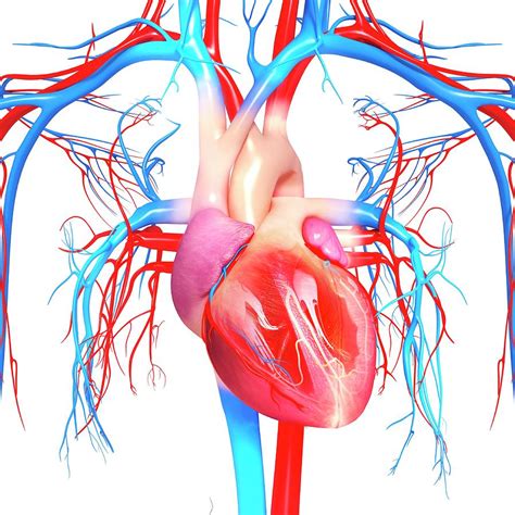 Cardiovascular System 20 Photograph By Pixologicstudioscience Photo