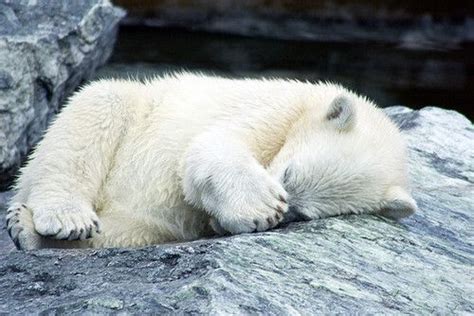 Im Still Sleeping Baby Polar Bears Bear Pictures Cutee Animals