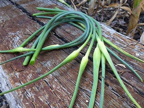 How To Harvest Garlic Scapes 8 Easy Ways To Use Them Garlic