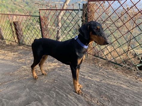 6 Months Female Dobermann For Sale For Sale At Thaliparamba Kannur Dogs