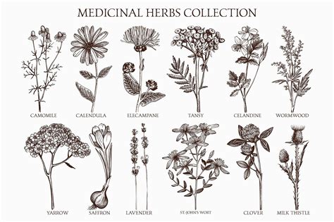 Medicinal Herbs Collection By Yevheniia On Creativemarket Illustration