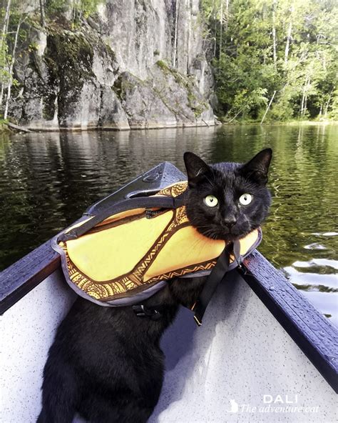 Kissa mukana kajakilla, miten se onnistuu? - Dali the adventure cat