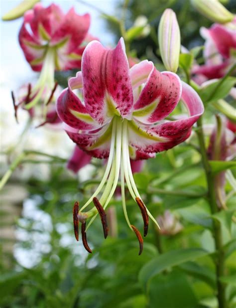 Top 10 Most Beautiful Flowers Blooming At Night