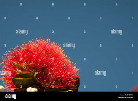 Bright Red Pohutukawa Flower Isolated Against Blue Sky Stock Photo Alamy