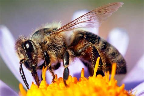 Meet The Official Mississippi State Insect The European Honey Bee A