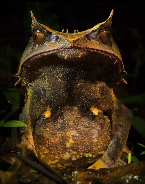 Bornean Horned Frogs Can Grow Upto 45 Inches And Their Loud Calls