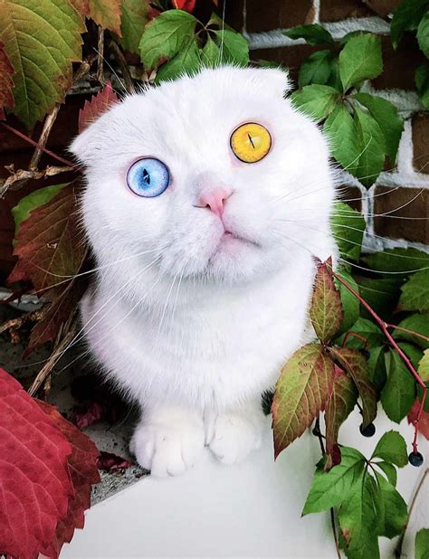 Instagram Cat Has Stunning Different Colored Eyes