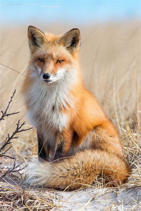 Red Fox Looking Majestic As Rfoxes