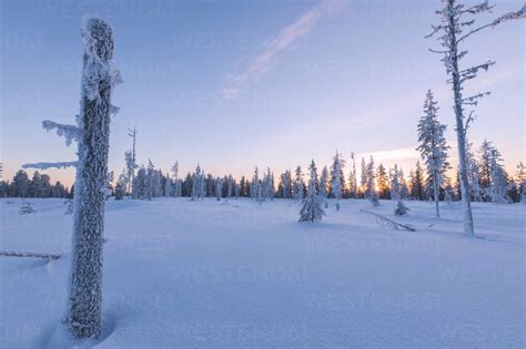 Sunset On Trees Covered With Ice In The Boreal Forest Taiga Kiruna
