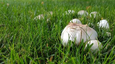 Are Backyard Mushrooms Poisonous Be Cautious When Picking Mushrooms