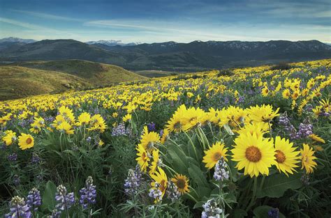 Methow Valley Wildflowers Iv Photograph By Alan Majchrowicz Fine Art