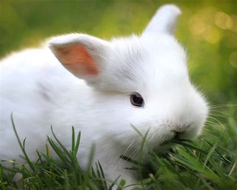 Free Download Cute White Baby Bunny On Grass Cute Baby Animals Cute