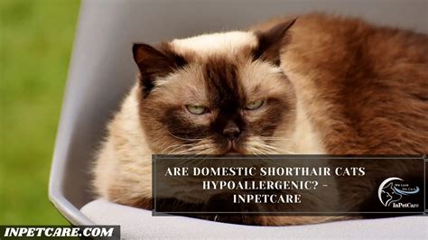 Are Domestic Shorthair Cats Hypoallergenic Inpetcare