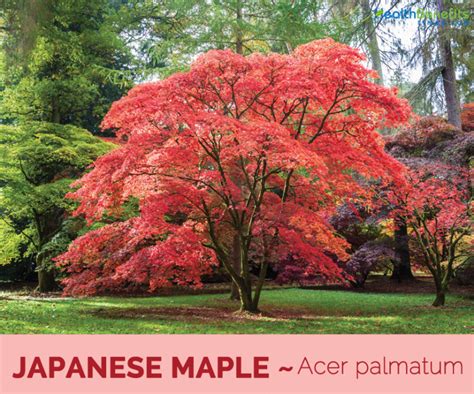 Japanese Maple Facts And Health Benefits