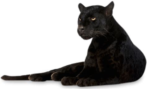 Black Panther Animal Png