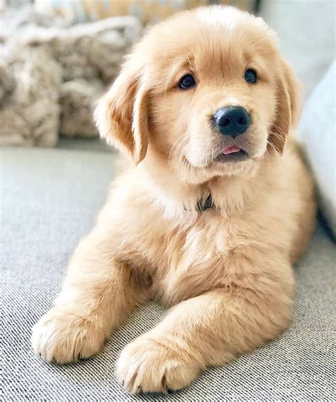 Golden Retrievers Dog Puppies For Sale Or Adoption At Chillicothe