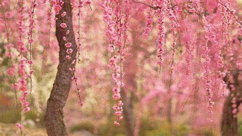 Cherry Blossom Desktop Wallpapers Top Free Cherry