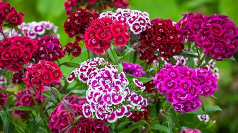 How To Plant Grow And Care For Dianthus Sarah Raven