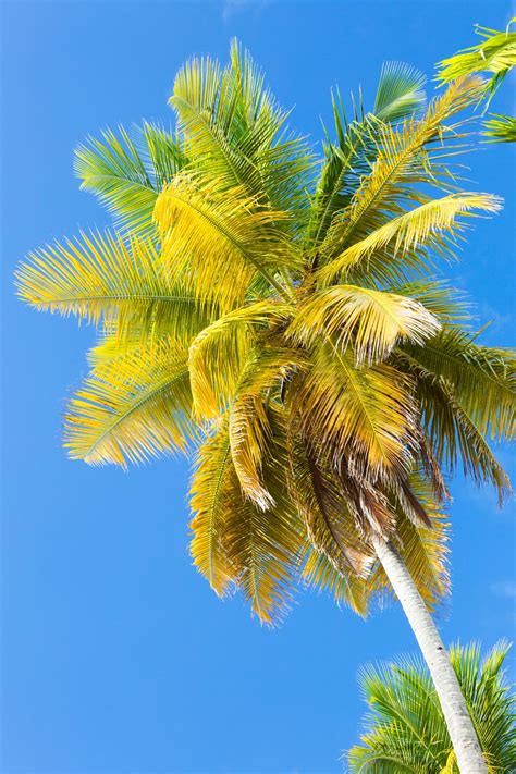 Tropical Palm Tree Free Stock Photo Public Domain Pictures