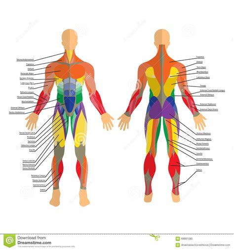 Skeletal muscle is a voluntary muscle, which means that we can actively control its function. Detailed Illustration Of Human Muscles. Exercise And Muscle Guide. Gym Training. Front And Rear ...