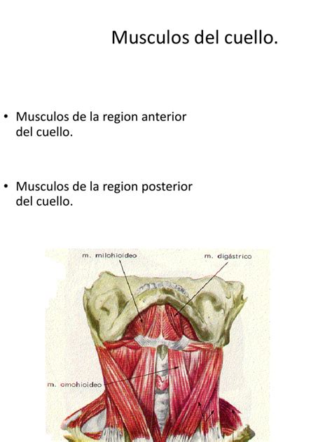 Musculos Del Cuello