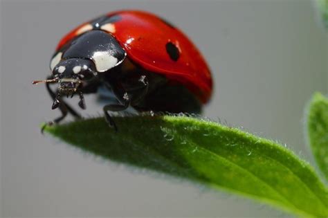 Amazing Facts About Ladybugs Facts List