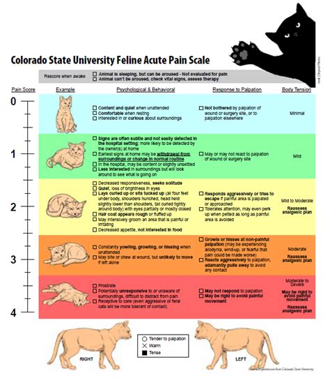 Cats do not normally pant or breathe with their mouths open. Your Guide to Pain in Cats - Catwatch Newsletter