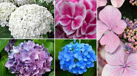 Hydrangea Planting Transplanting Care And Growing Guide Pictures