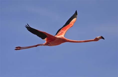 Flamingo Anatomy Animal Facts And Information