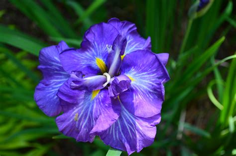 Knockout Blooms Iris Ensata Lewis Ginter Botanical Garden