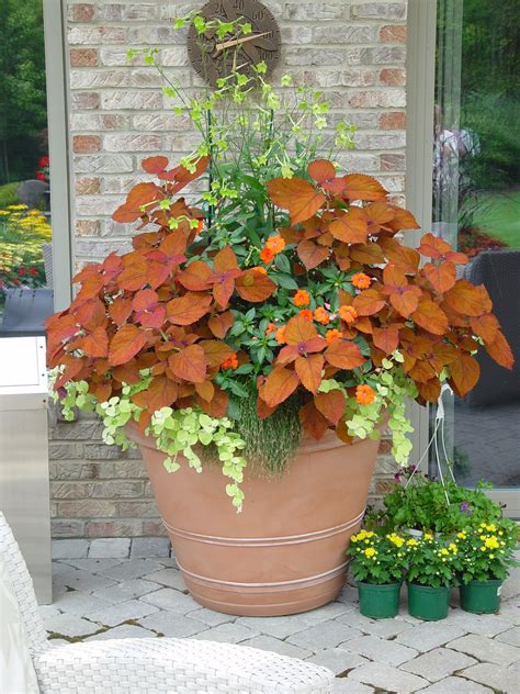 Coleus Sedona Puts The Wow In This Mixed Container Container Garden