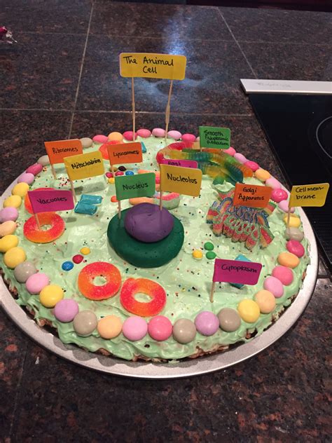 Animal Cell Model Ideas For Your Science Project Easy And Creative