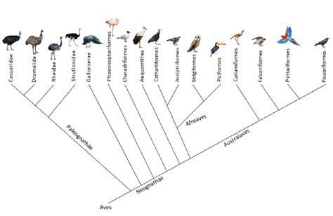 Árvore Filogenética Relacionando Os Grupos De Aves Presentes No Jzb Em