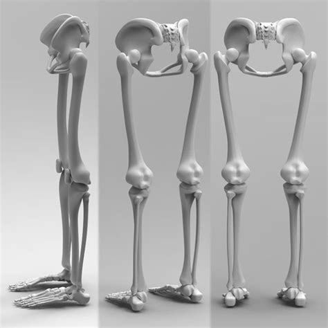 Human Leg Skeleton 3d Model