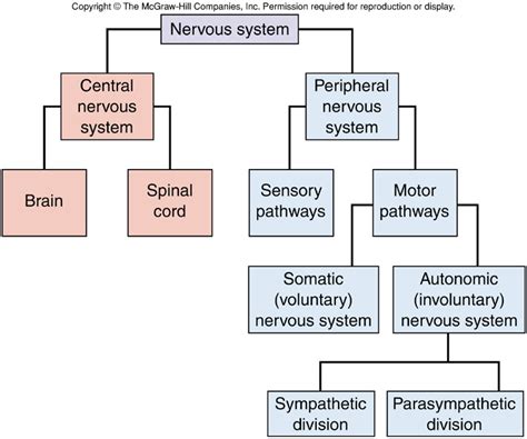 Organization Of The Nervous System Flowchart