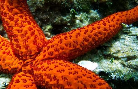 Sea Star Description Habitat Image Diet And Interesting Facts