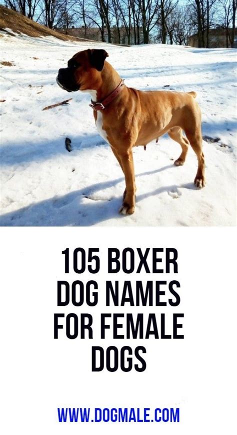 105 Boxer Dog Names For Female Dogs Boxer Dog Names Dog Names