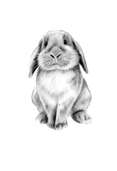 Rabbit Art Original Charcoal 5x7 Lop Eared Rabbit Drawing Bunny