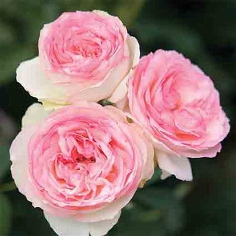 Eden Climber® Rose Climbing Roses Edmunds Roses