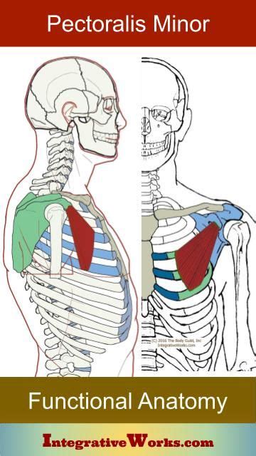 Pin On Shoulder Pain