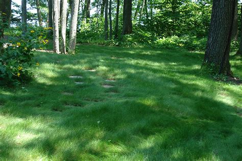 No Mow Eco Grass Lawn Prairie Nursery